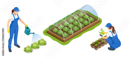 Isometric Greenhouse isolated on white. Growing seedlings in glasshouse. Plants crop in greenhouse, cabbage cultivation