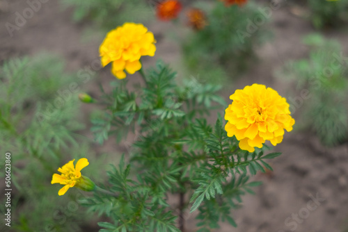 Marigold flowers grow in the garden on the ground. © sasha1806