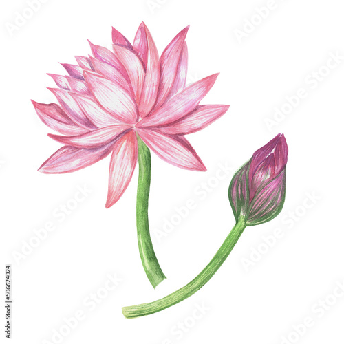 Watercolor set of pink lotus flowers