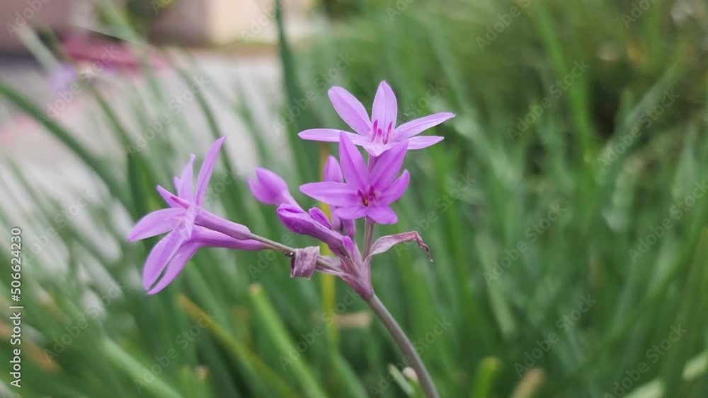 Society garlic purple flower close-up in front of apartment Society garlic purple flower close-up in front of apartment
