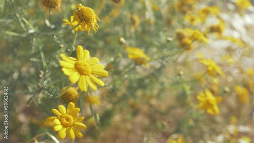 Alpine Hulsea vibrant yellow wildflower blowing in wind photo