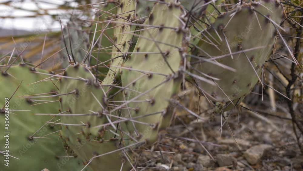 Extreme Macro Close Up Slider on Prickly Pear Cactus Thorns 4K Right to Left Extreme Macro Close Up Slider on Prickly Pear Cactus Thorns 4K Right to Left