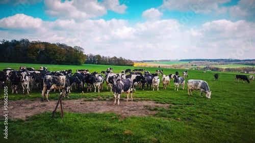 Wallpaper Mural Aerial view of summer countryside with grazing cows. Close up, 4K.	 Torontodigital.ca