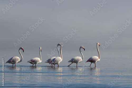 African birds.  Flock of pink african flamingos  walking around the blue lagoon on the background of bright sky on a sunny day. © Yuliia Lakeienko