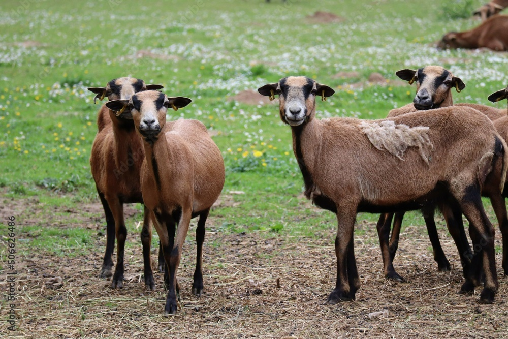 Fototapeta premium Cameroon Sheep