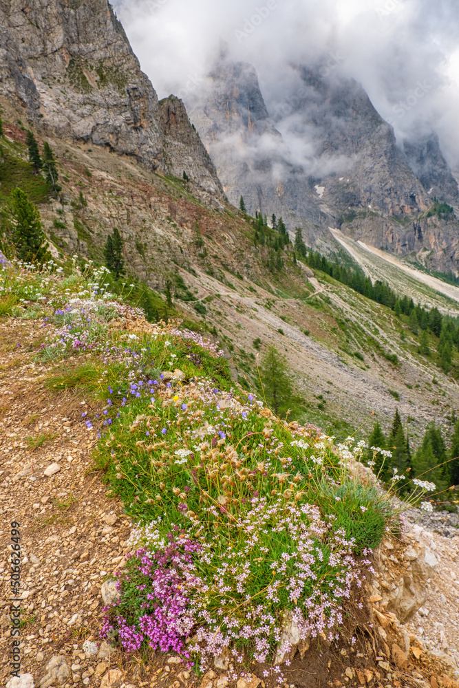 Alp flowers in a beautiful wild mountain landscape