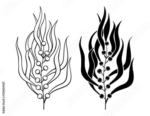 Seaweed sketch on a white background. Algae vector black and white illustration.