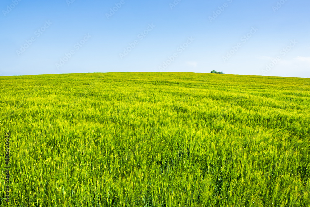 Green field in the countryside