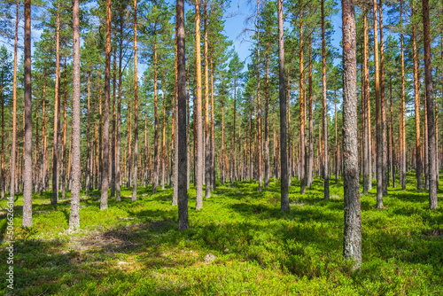 Fototapeta Naklejka Na Ścianę i Meble -  Beautiful sunshine in a pine forest in the summer