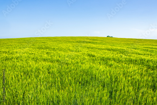 Green field in the countryside
