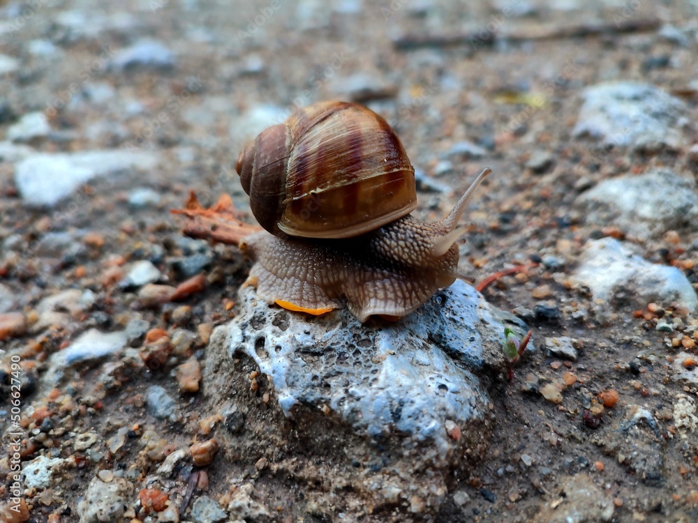 snail on a stone, snail after rain, little snail, snail on a leaf, brown snail snail on a stone, snail after rain, little snail, snail on a leaf, brown snail