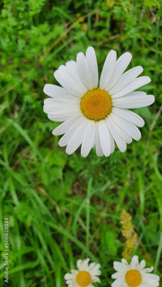fleur fleur