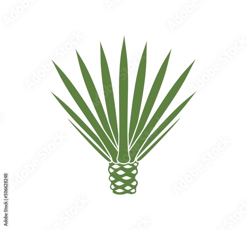 Blue agave logo.  Isolated agave on white background