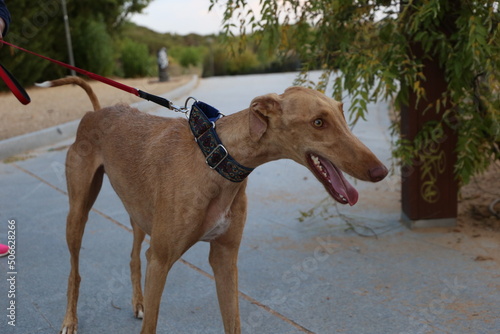 Galgo