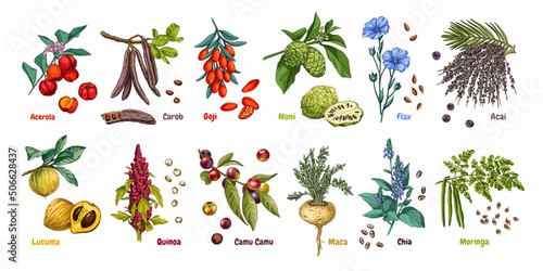 Hand drawn superfood plants - acerola, carob, goji, noni, flax, acai, lucuma, quinoa, camu camu, maca, chia and moringa. Vector illustration isolated on white background.
