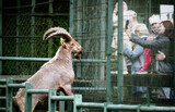 East caucasian Tur in pen at Wildlife Rescue Center. Unrecognizable people tourists take pictures of the animal.