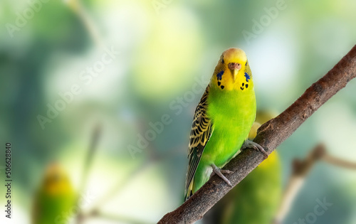Beautiful bright green wavy parrot sits on branch blurry background. Copy space. Selective focus.