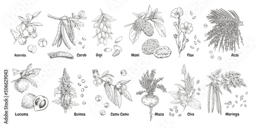 Hand drawn superfood plants - acerola, carob, goji, noni, flax, acai, lucuma, quinoa, camu camu, maca, chia and moringa. Vector illustration isolated on white background.