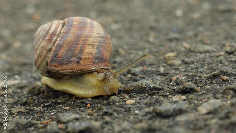 A Beautiful Snail Moves On A Stone Surface A Beautiful Snail Moves On A Stone Surface