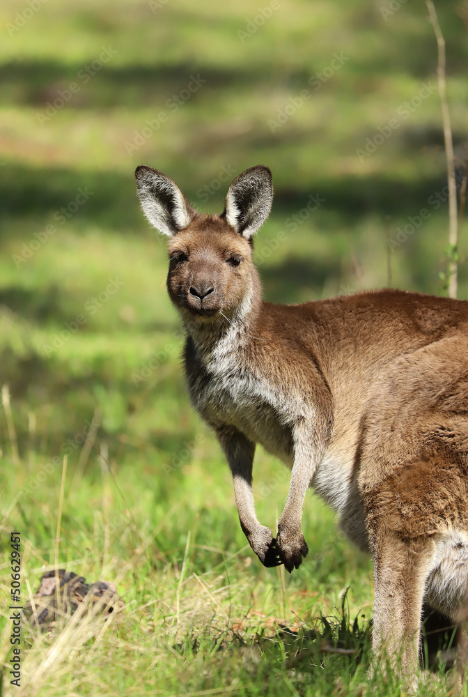 Cute wild young kangaroo grazing close-up, animal portrait, Australian wildlife