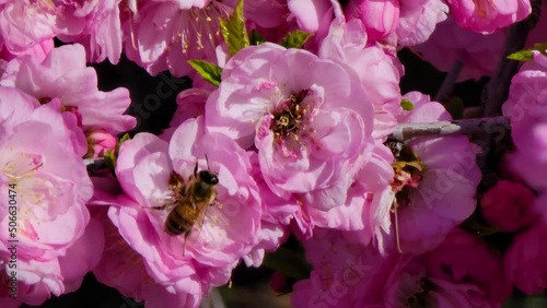 China Tea Rose flowers with honeybees photo