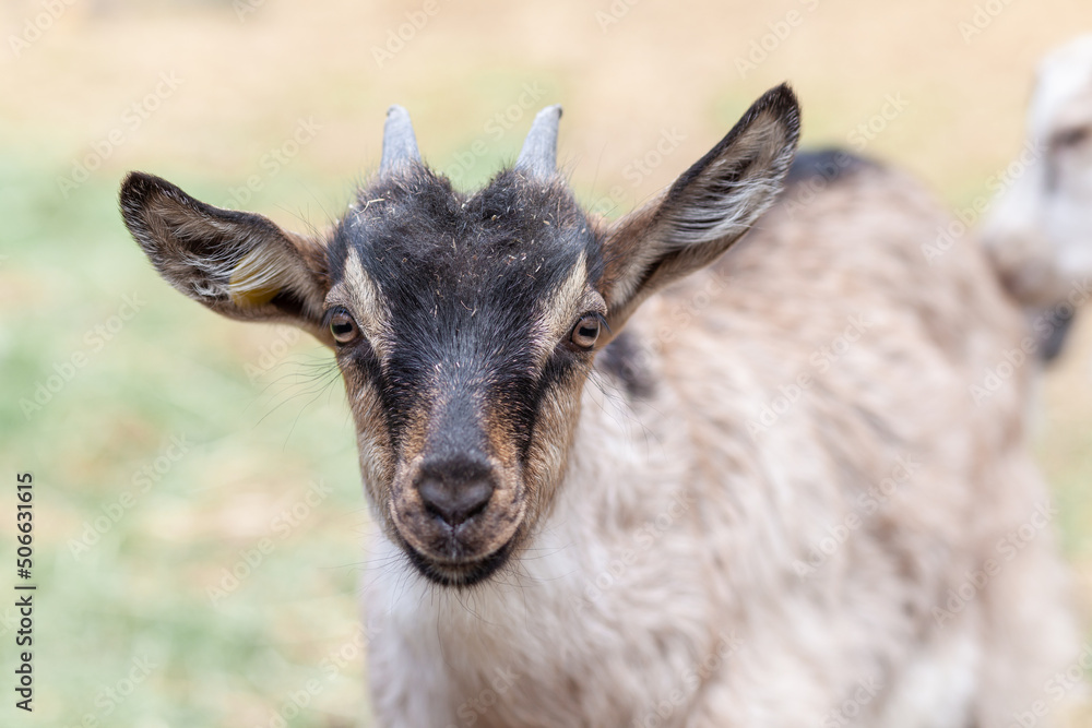 Close-up of the head of a horned goat on a farm. Breeding goats and sheep. Housekeeping.