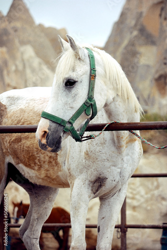 Stable with horses in Cappadocia © ibriholko