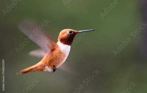 Rufous hummingbird in flight with fast wings
