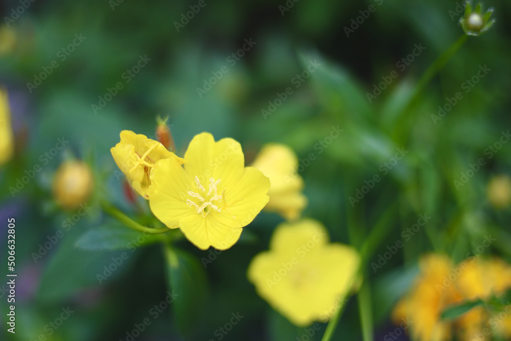Yellow flowers in bloom Yellow flowers in bloom