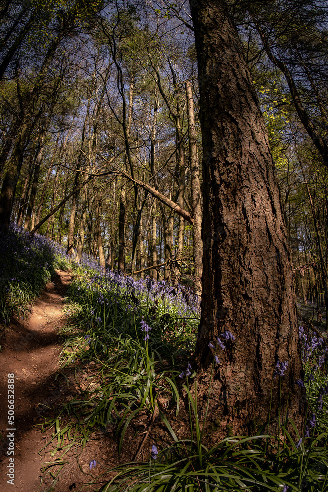 British woodland scene with English bluebell wild flowers