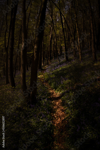 A woodland walking trail through a woodland with English Bluebells wild flowers