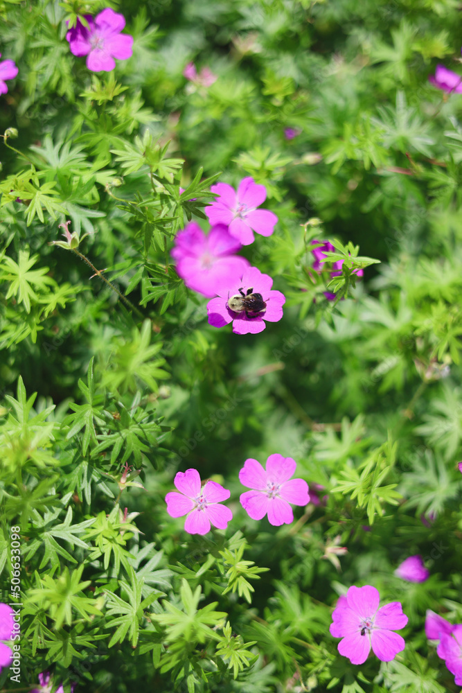 Honey Bee exploring pink flowers Honey Bee exploring pink flowers