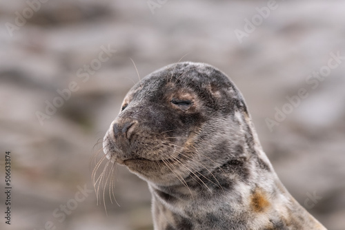 Seal