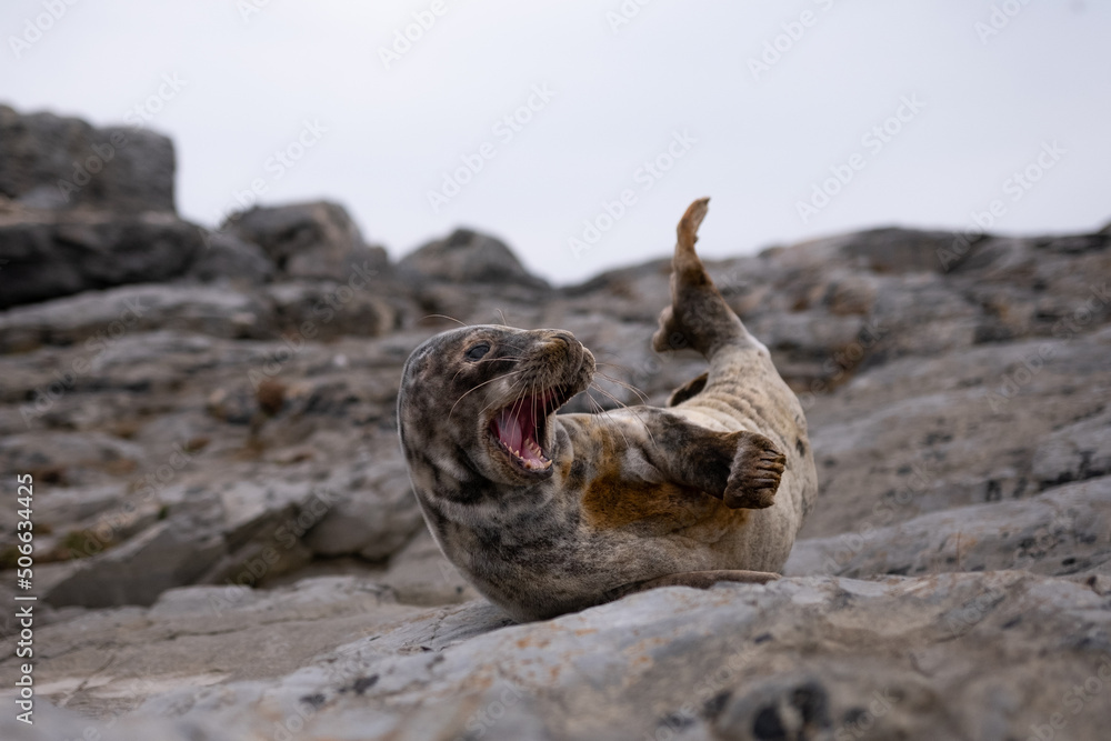 seal seal