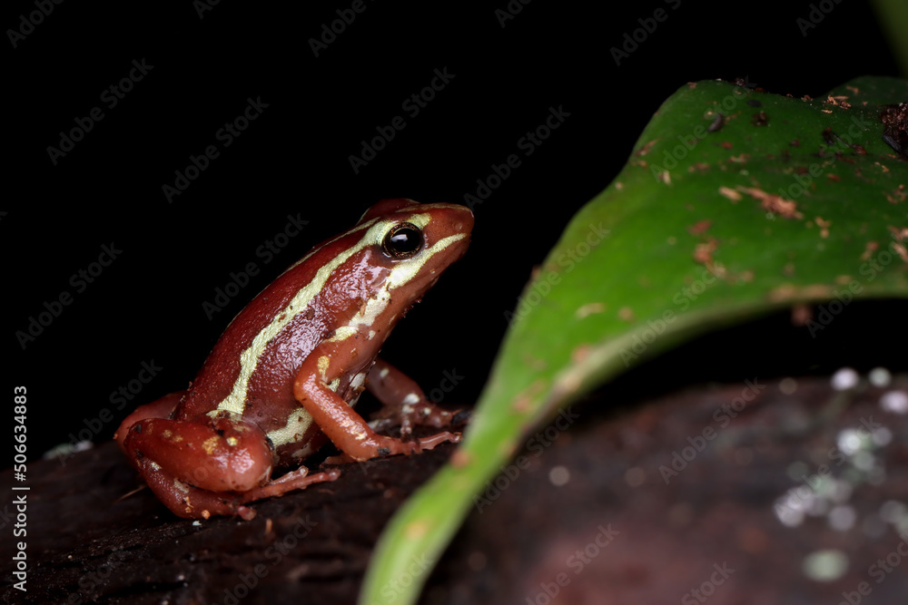 Obraz premium Epipedobates tricolor closeup from side view on wood, Epipedobates tricolor closeup
