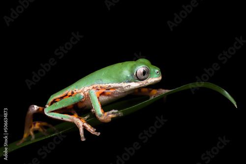 Phyllomedusa hypochondrialis climbing on green leaves, Northern orange-legged leaf frog or tiger-legged monkey frog closeup 
