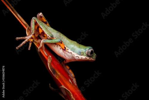 Phyllomedusa hypochondrialis closeup on red bud, Northern orange-legged leaf frog or tiger-legged monkey frog closeup on red bud photo
