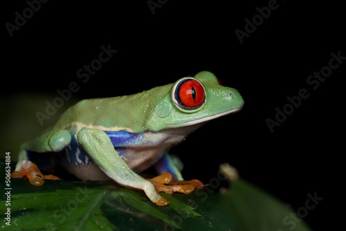 Red-eyed tree frog closeup on leaves, Red-eyed tree frog (Agalychnis callidryas) closeup on branch © kuritafsheen