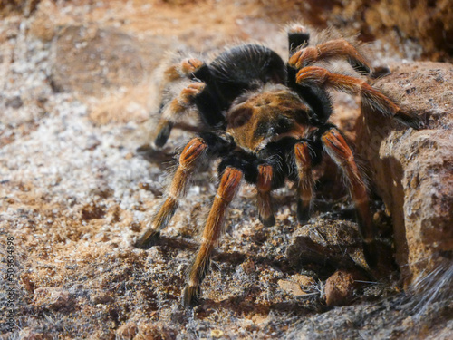 mexican redleg tarantula : The Mexican redleg or red-legged tarantula (Brachypelma emilia) is a species of terrestrial tarantula closely related to the famous Mexican redknee tarantula.