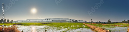 Φωτογραφία Rice fields in Phitsanulok Thailand panorama landscape