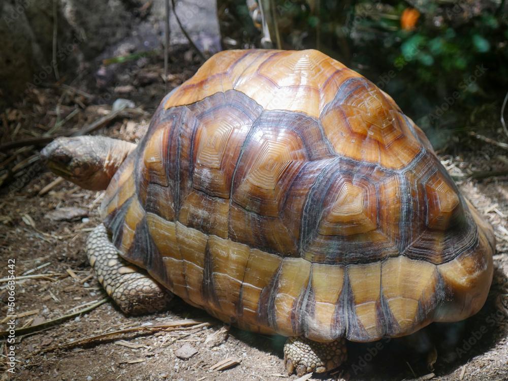 Ploughshare Tortoise : The Angonoka Tortoise (Astrochelys Yniphora). It ...