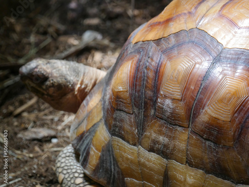 Canvas-taulu Ploughshare Tortoise : The angonoka tortoise (Astrochelys yniphora)