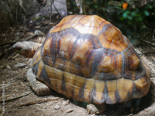 Canvas-taulu Ploughshare Tortoise : The angonoka tortoise (Astrochelys yniphora)