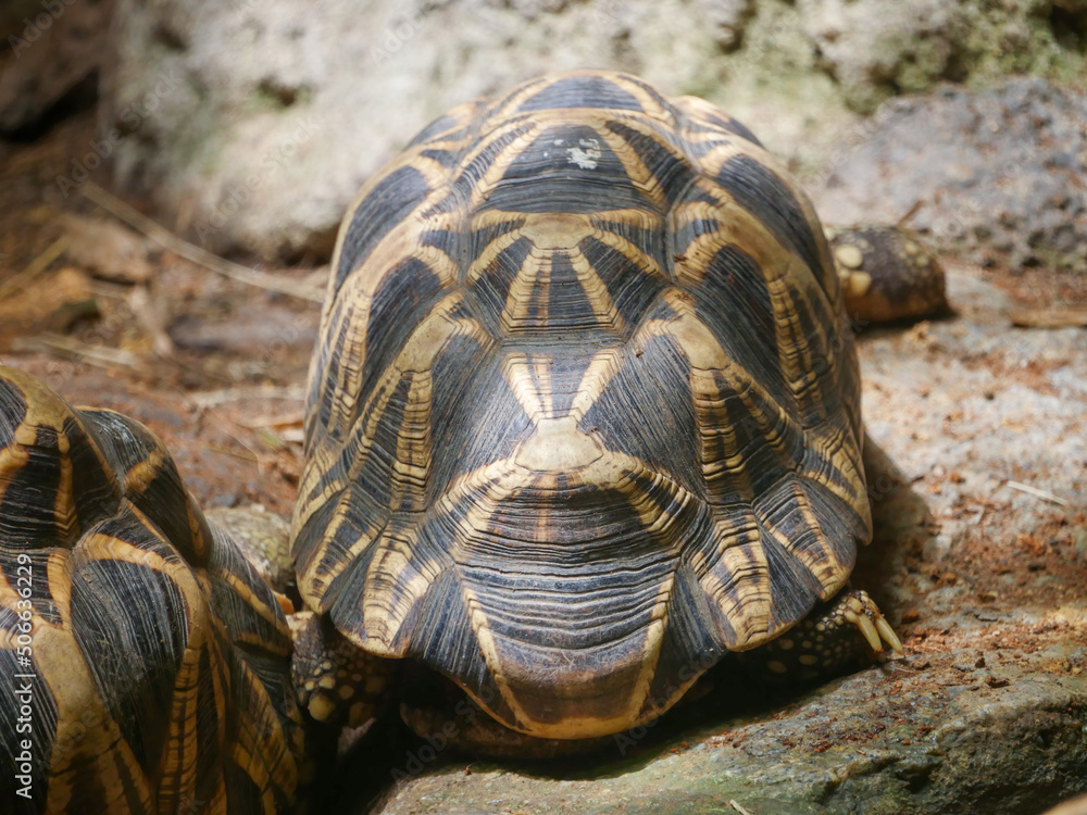 Obraz premium Burmese star tortoise (Geochelone platynota) is a critically endangered tortoise species, native to the dry, deciduous forests of Myanmar (Burma).