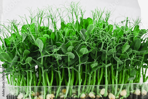 Fresh sprouts of pea microgreens. pea microgreens in a plastic container. healthy food concept. gardening at home.