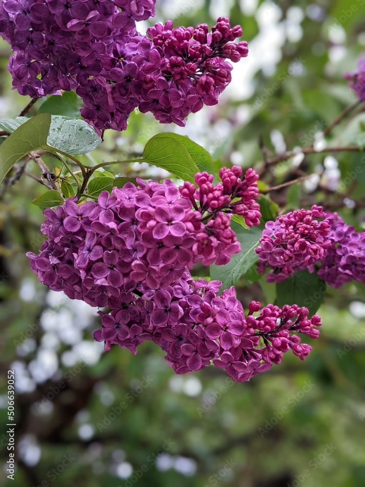 blossoming lilac branches in the spring closeup blossoming lilac branches in the spring closeup