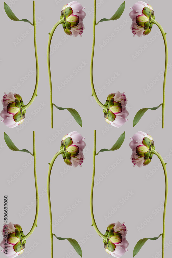 Many pink peony flower with green leaves on gray spring background seamless pattern. Repetition and levitation botany floral wallpaper or greeting card. Nature design idea concept. Many pink peony flower with green leaves on gray spring background seamless pattern. Repetition and levitation botany floral wallpaper or greeting card. Nature design idea concept.