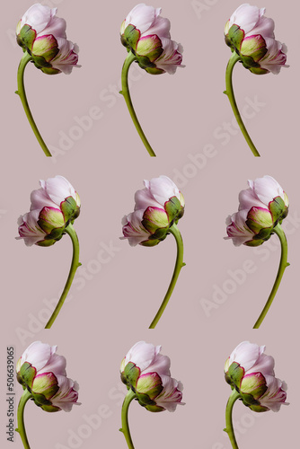 Many pink peony flower with green leaves on pink spring background seamless pattern. Repetition and levitation botany floral wallpaper or greeting card. Nature design idea concept.