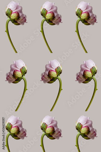Many pink peony flower with green leaves on gray spring background seamless pattern. Repetition and levitation botany floral wallpaper or greeting card. Nature design idea concept.