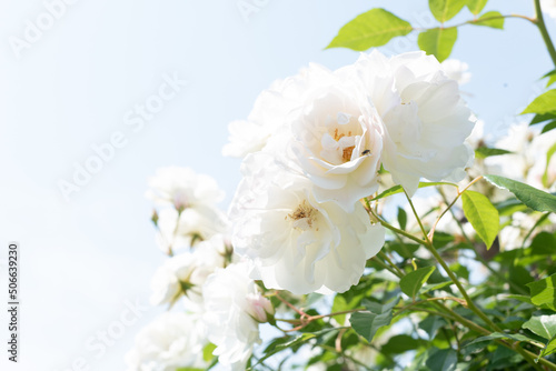 白いバラの木と空